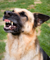 Dog & Animal Injury Lawyers in Virginia